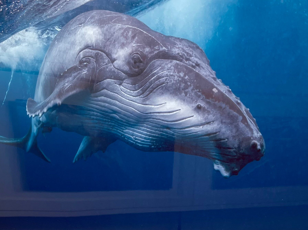 Whaling Museum-楠塔基特必去景点