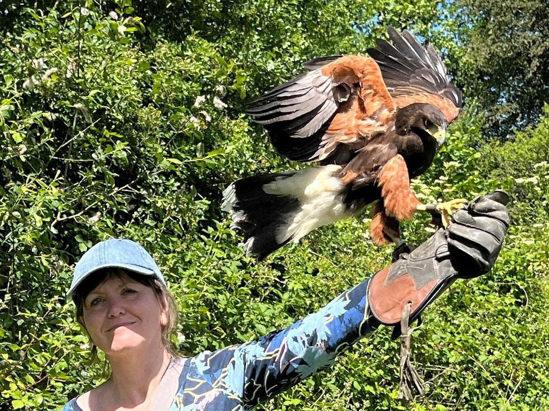 North Devon Hawk Walks-South Molton必去景点