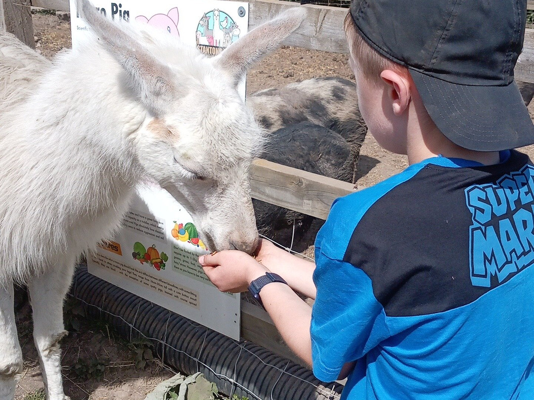 Stantons Farm - Petting Farm-Black Notley必去景点
