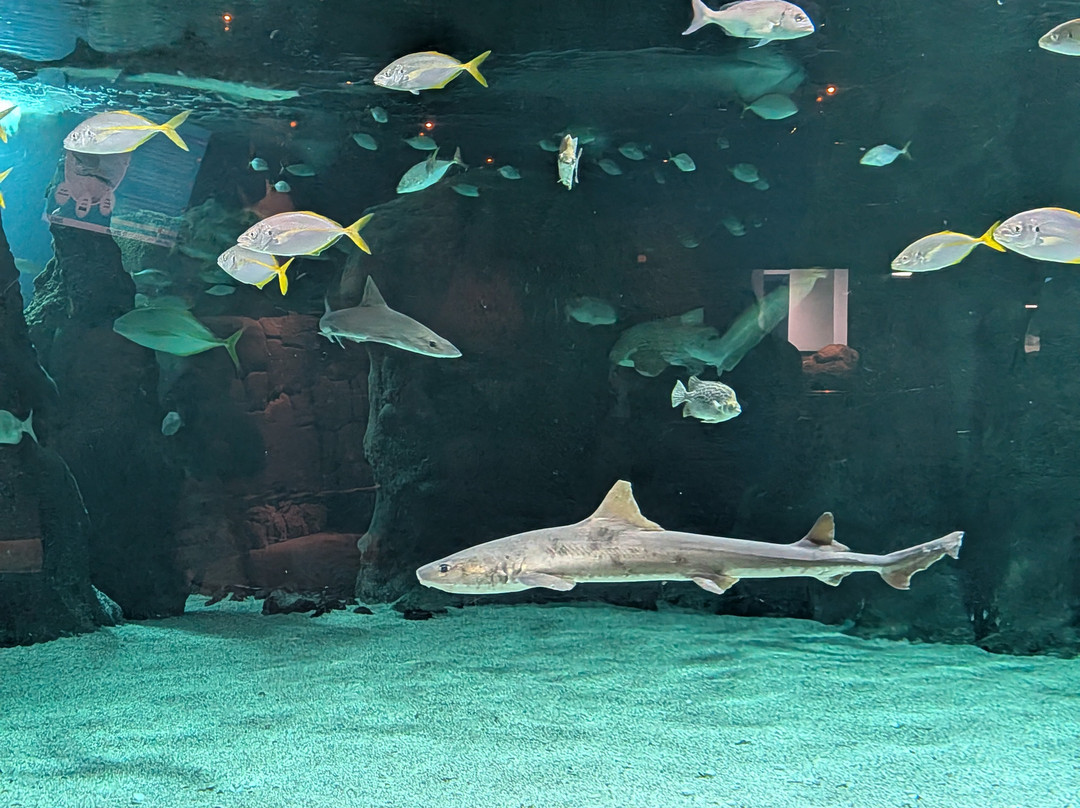 Lanzarote Aquarium-科斯塔特吉塞必去景点