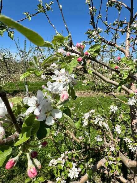 Oakwood Fruit Farm-Richland Center必去景点