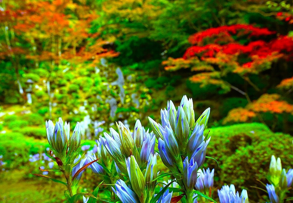 Kongorin-ji Temple Myojyuin Garden-爱庄町必去景点