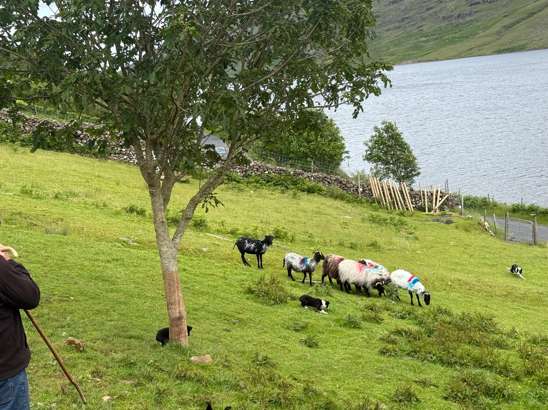 Joyce Country Sheepdogs-Shanafaraghaun必去景点