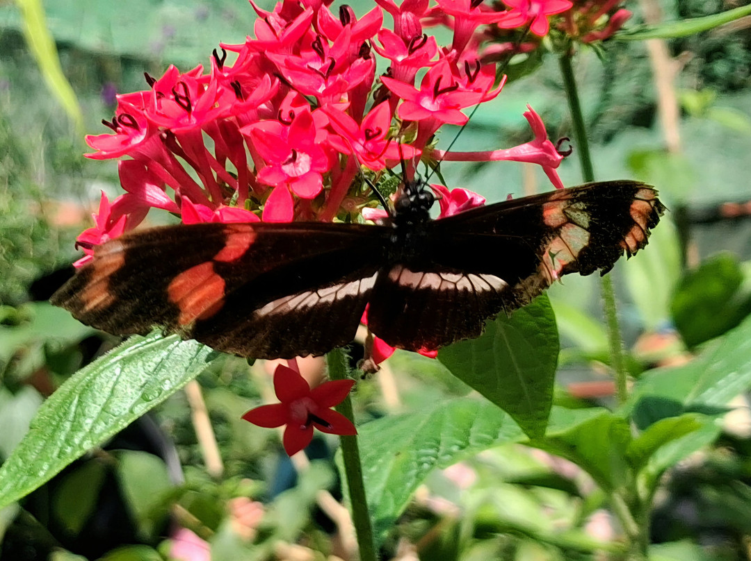 Mariposario De Machupicchu-温泉镇必去景点