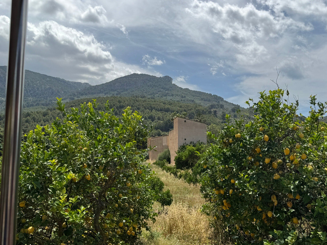 Tram de Sóller-索列尔港必去景点