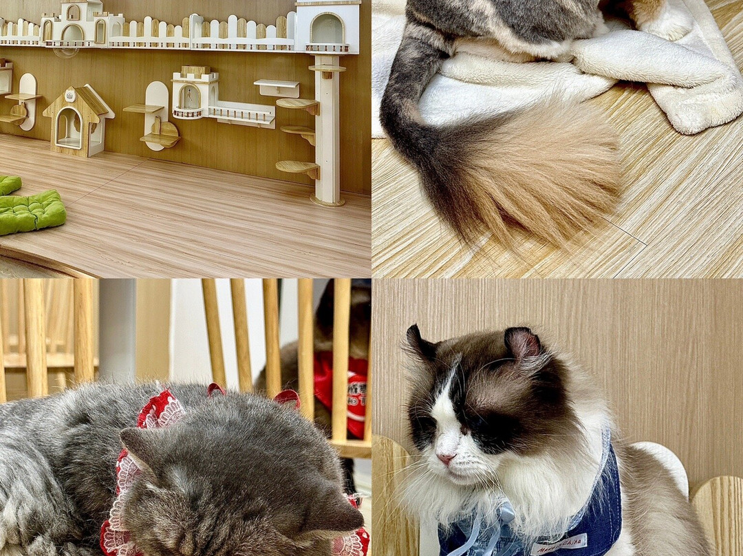 猫之茶房-香港必去景点