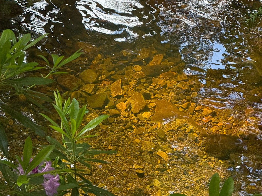 Tollymore Forest Park-纽卡斯尔必去景点