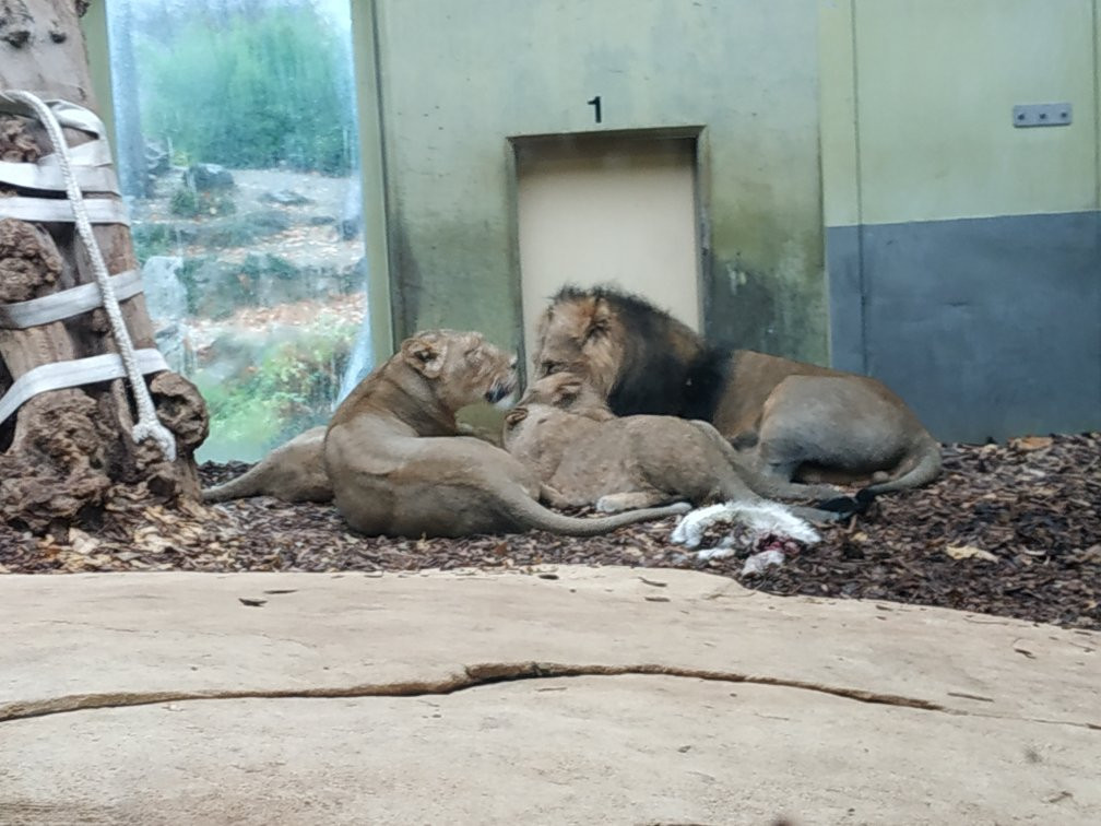 Zoo Frankfurt-法兰克福必去景点