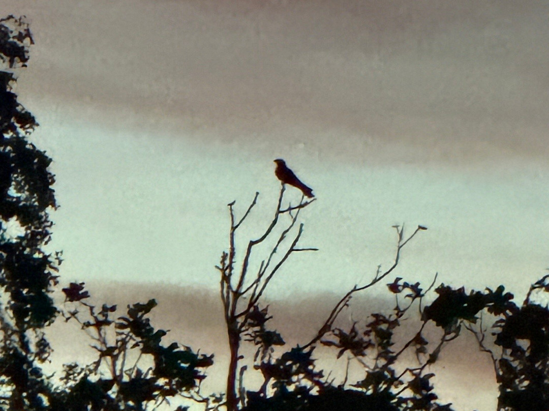 RSPB Arne-Arne必去景点