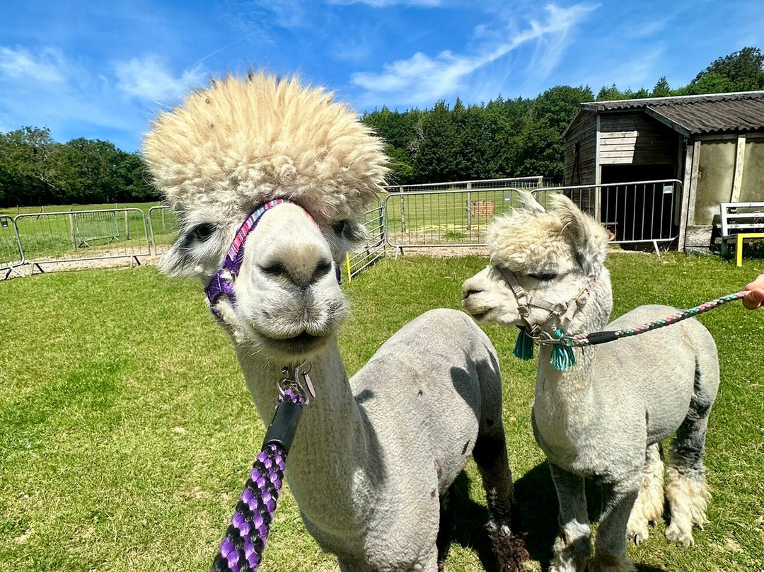 Dunreyth Alpacas-Funtington必去景点