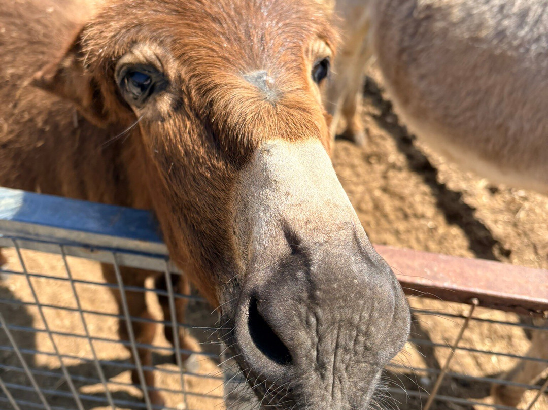 Trakkos Donkey Farm-卡西卡斯必去景点