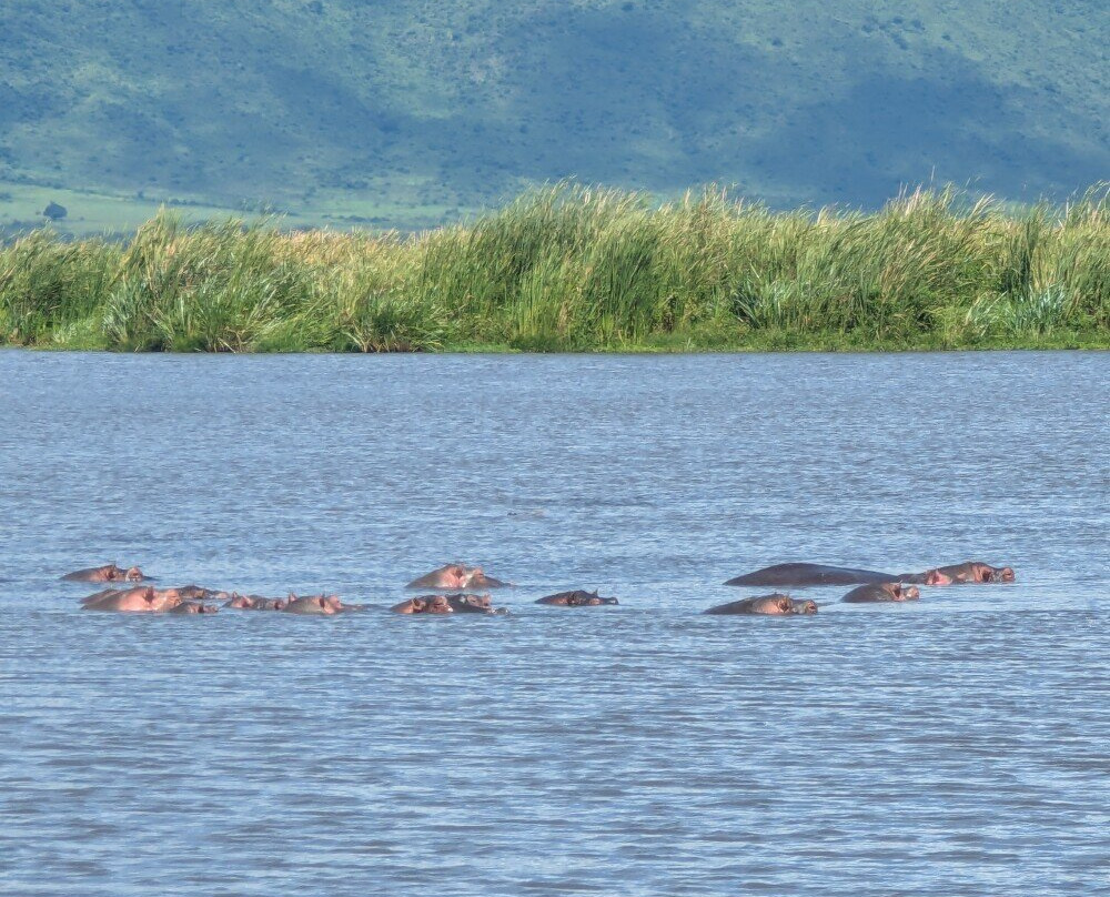 Ngorongoro Crater-恩戈罗恩戈罗保护区必去景点
