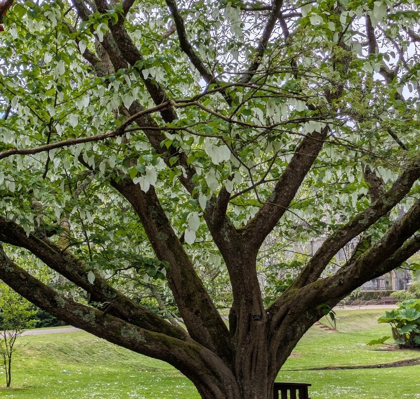 Bicton Park Botanical Gardens-Bicton必去景点