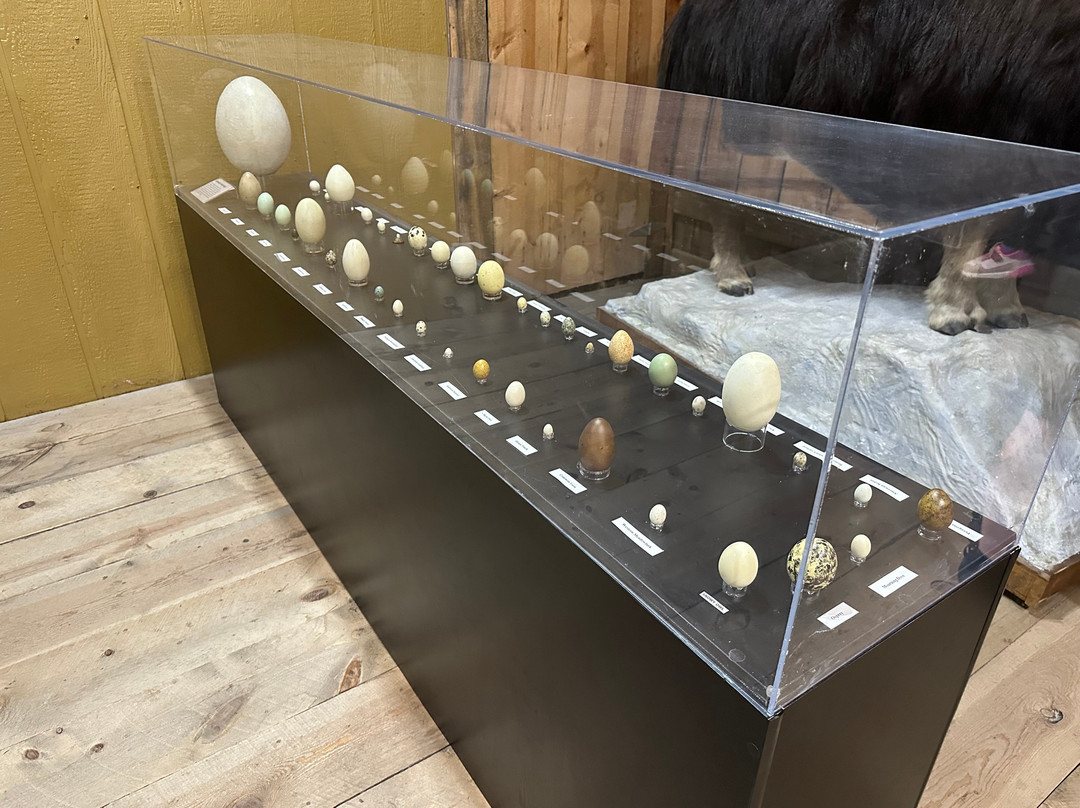 Dinosaur Museum-拉皮德城必去景点