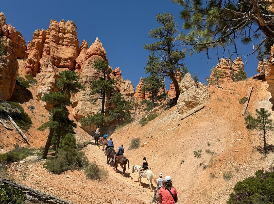Canyon Trail Rides-特罗皮克必去景点