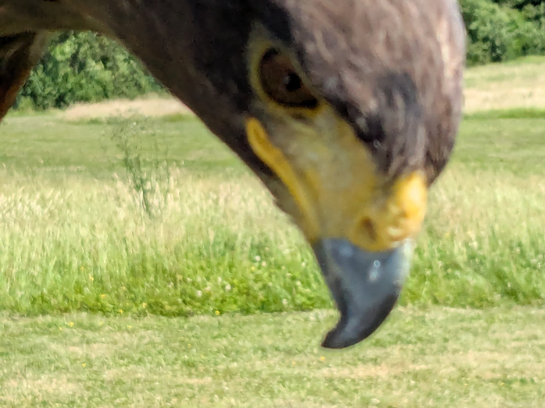 West Sussex Falconry-Compton必去景点