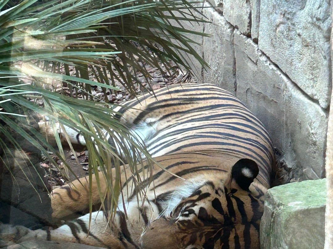 Bioparc Fuengirola-福恩吉罗拉必去景点