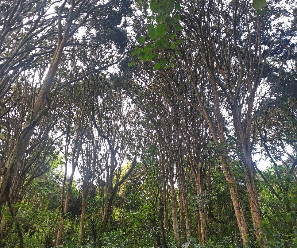 Bosque de los Arrayanes-Tulcan必去景点