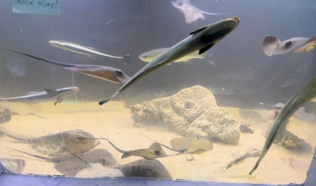 Aquarium Of Faliraki (Aquaworld)-Faliraki必去景点
