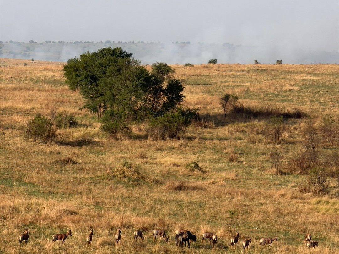 Adventures Aloft Balloon Safari Tanzania-Ikoma必去景点