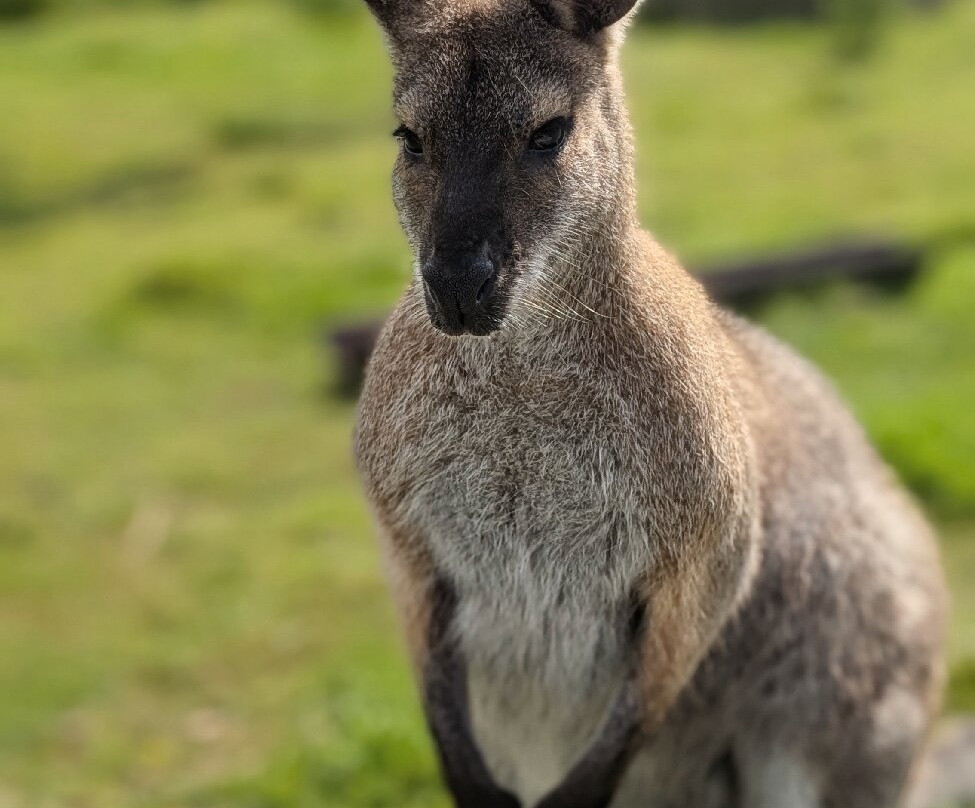 Hillview Animal Park-Alloa必去景点