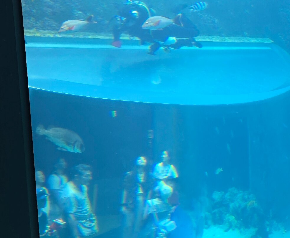 冲绳美之海水族馆-本部町必去景点