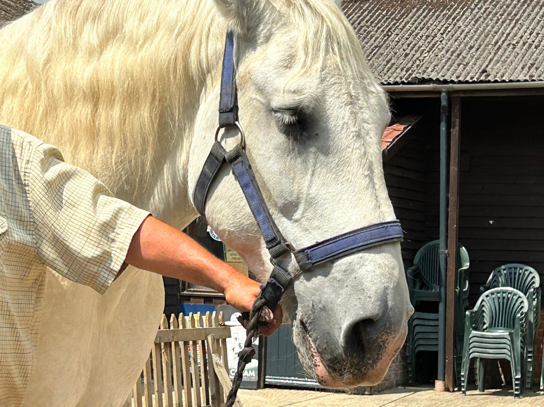 Dorset Heavy Horse Farm Park-Verwood必去景点