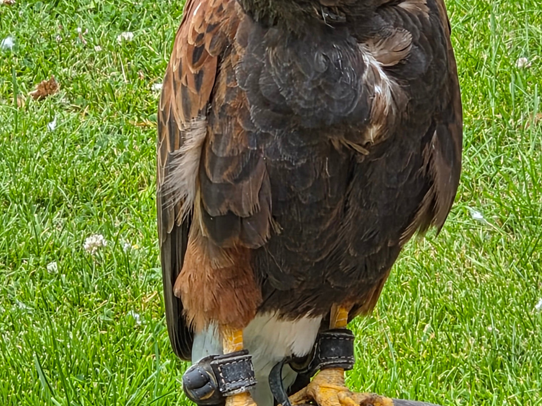 Dalhousie Castle Falconry-邦尼里格必去景点