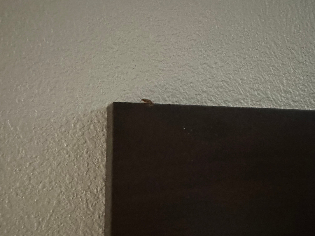 库克维尔速8温德姆酒店主图