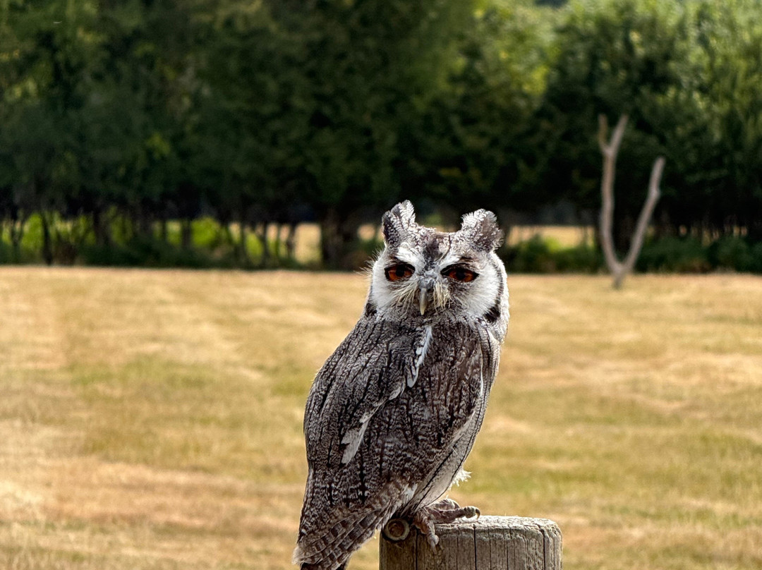 UK Owl And Raptor Centre-Groombridge必去景点