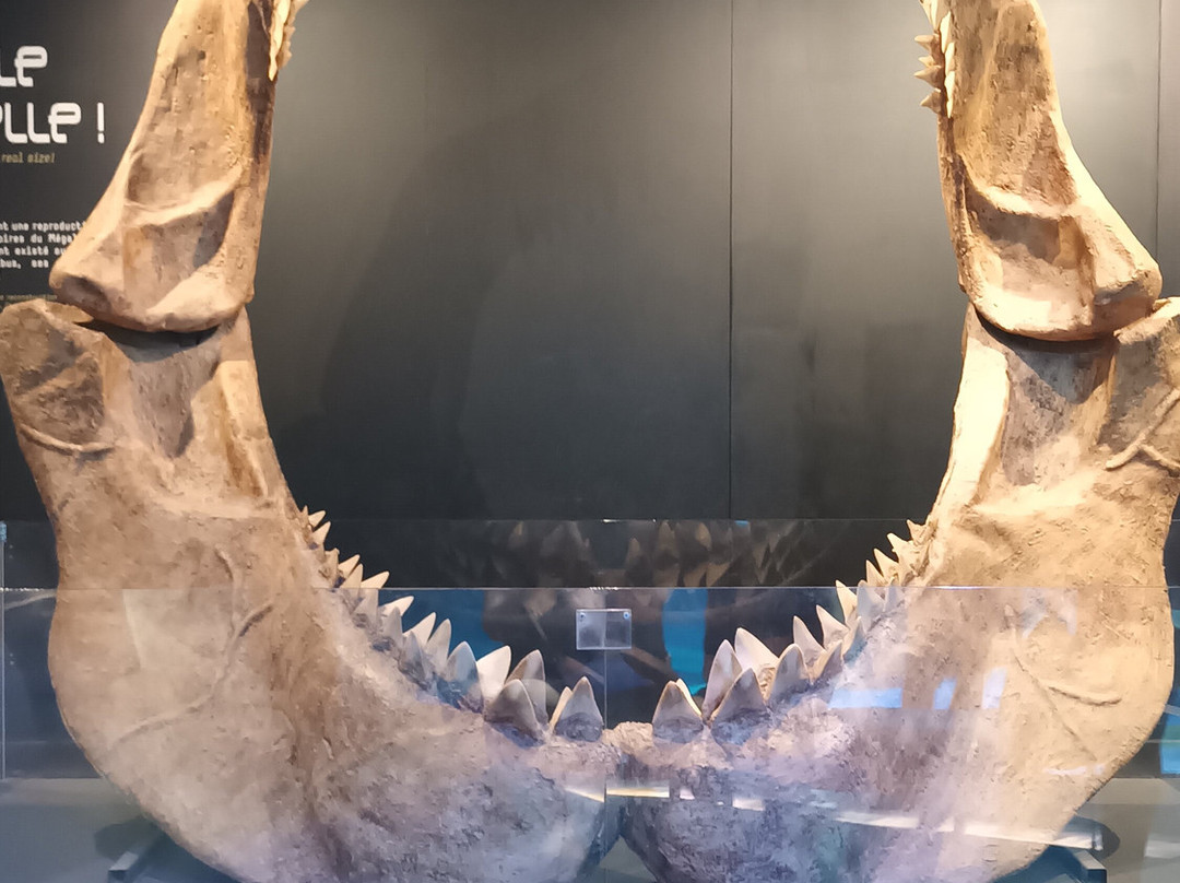 Seaquarium Institut Marin-勒格罗迪鲁瓦必去景点