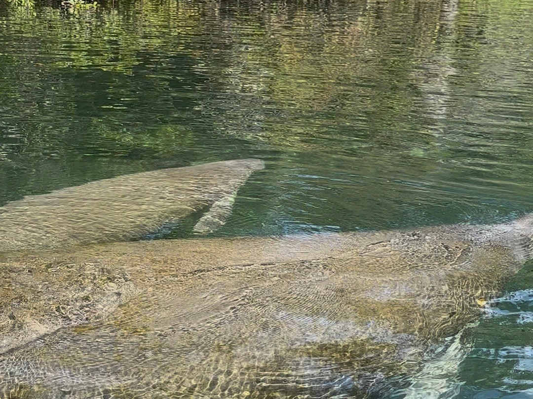 Weeki Wachee Kayaking-Weeki Wachee必去景点