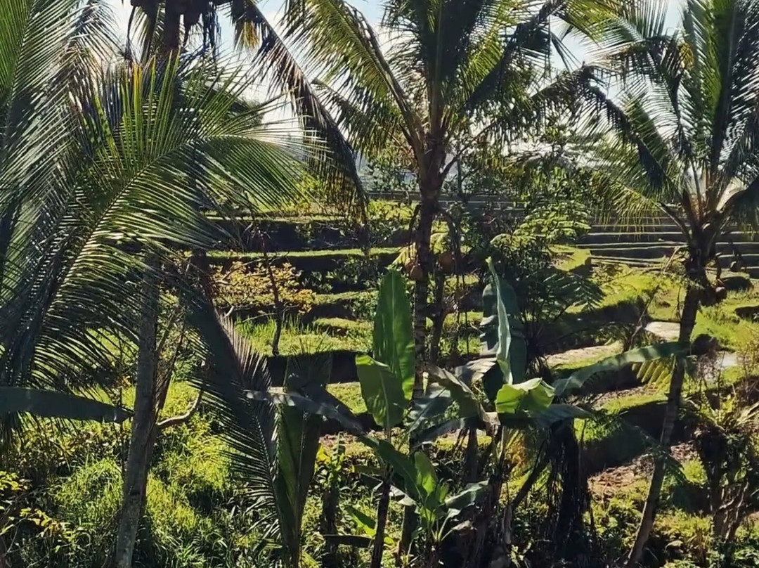 Bali Fantastic Tour-登巴萨必去景点