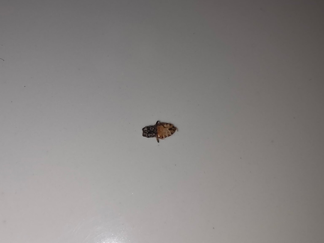 蒙特罗斯贝斯特韦斯特酒店主图