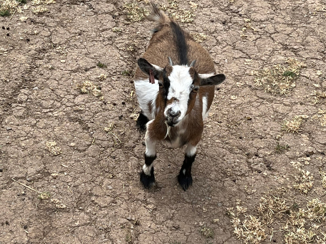 Popham Farm Alpaca Trekking-索尔塔什必去景点