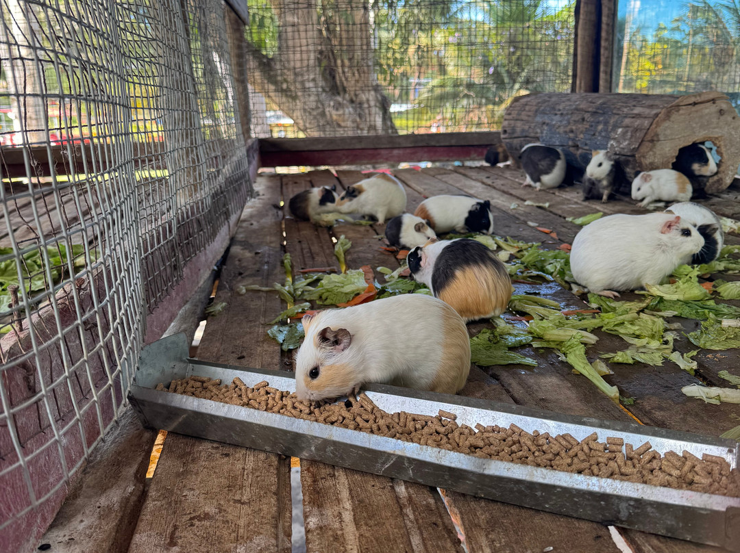 Fazenda Rico Caipira-维拉维尔哈必去景点