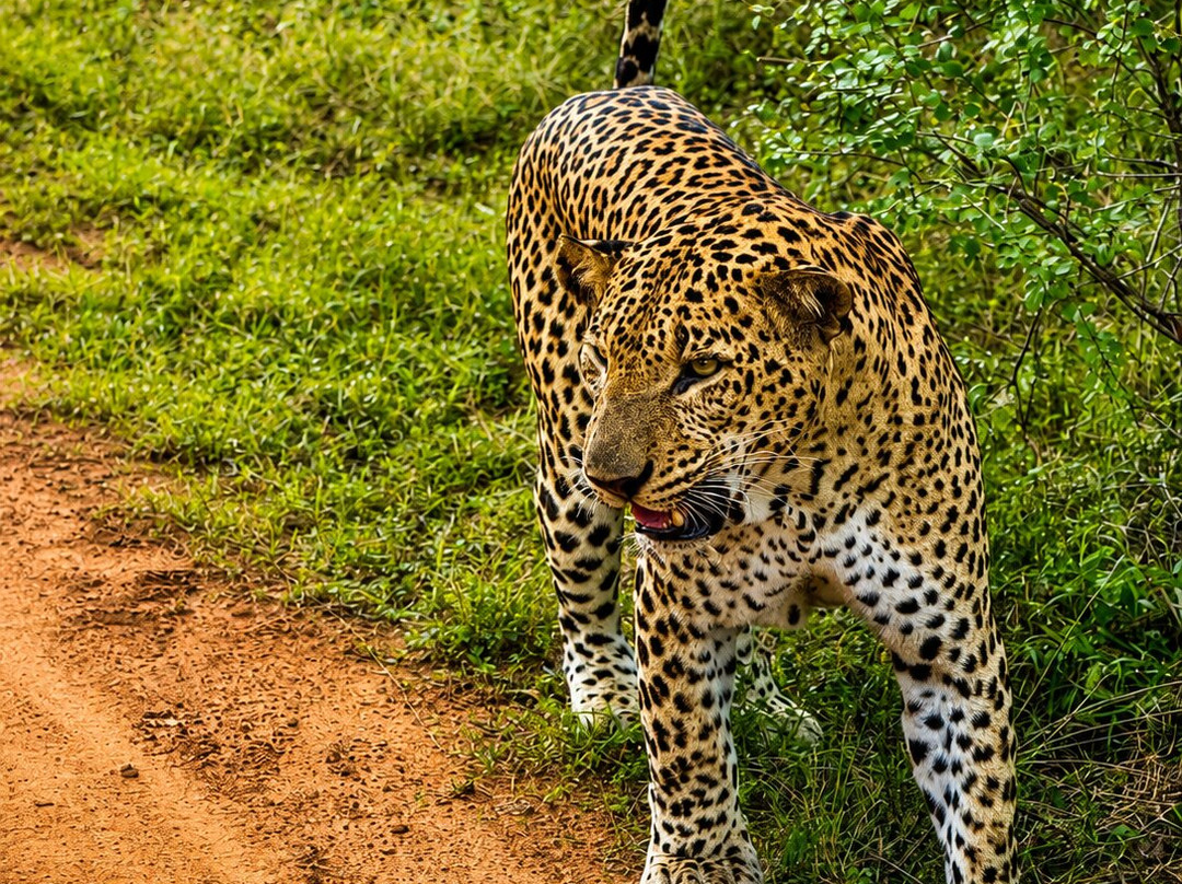 Smart Tours Sri Lanka-科伦坡必去景点
