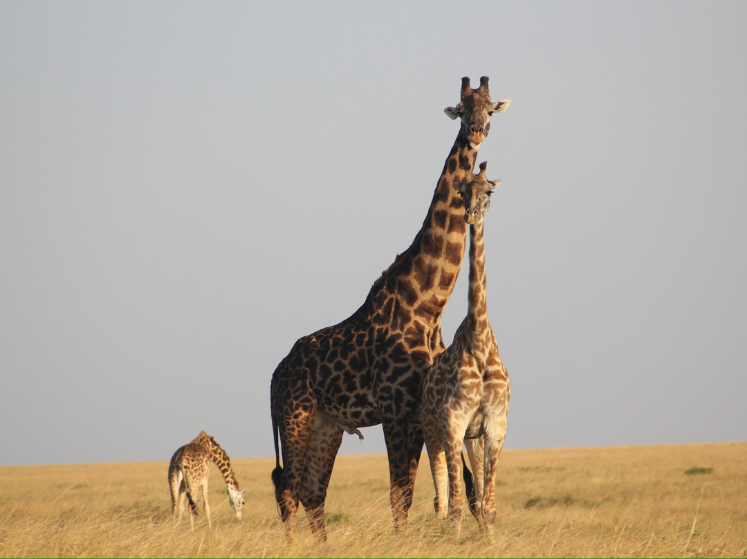 Seremara Safaris-Karen必去景点