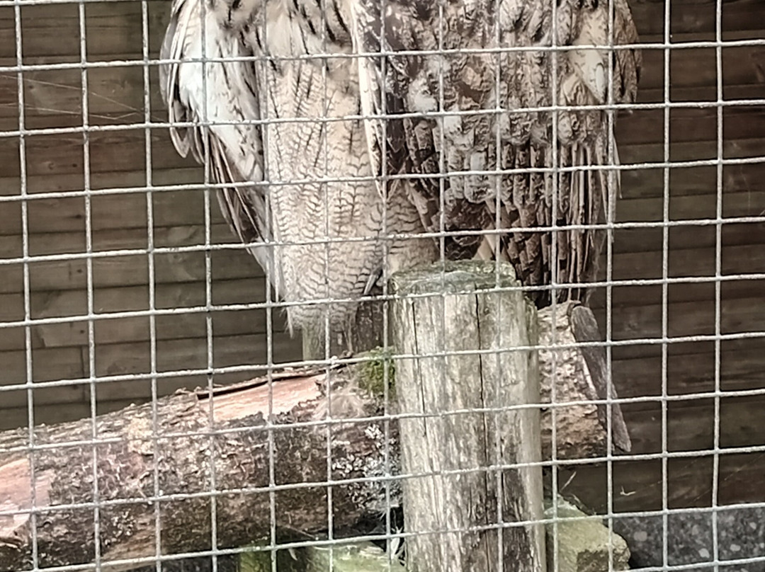 Screech Owl Sanctuary & Animal Park-St Columb Major必去景点