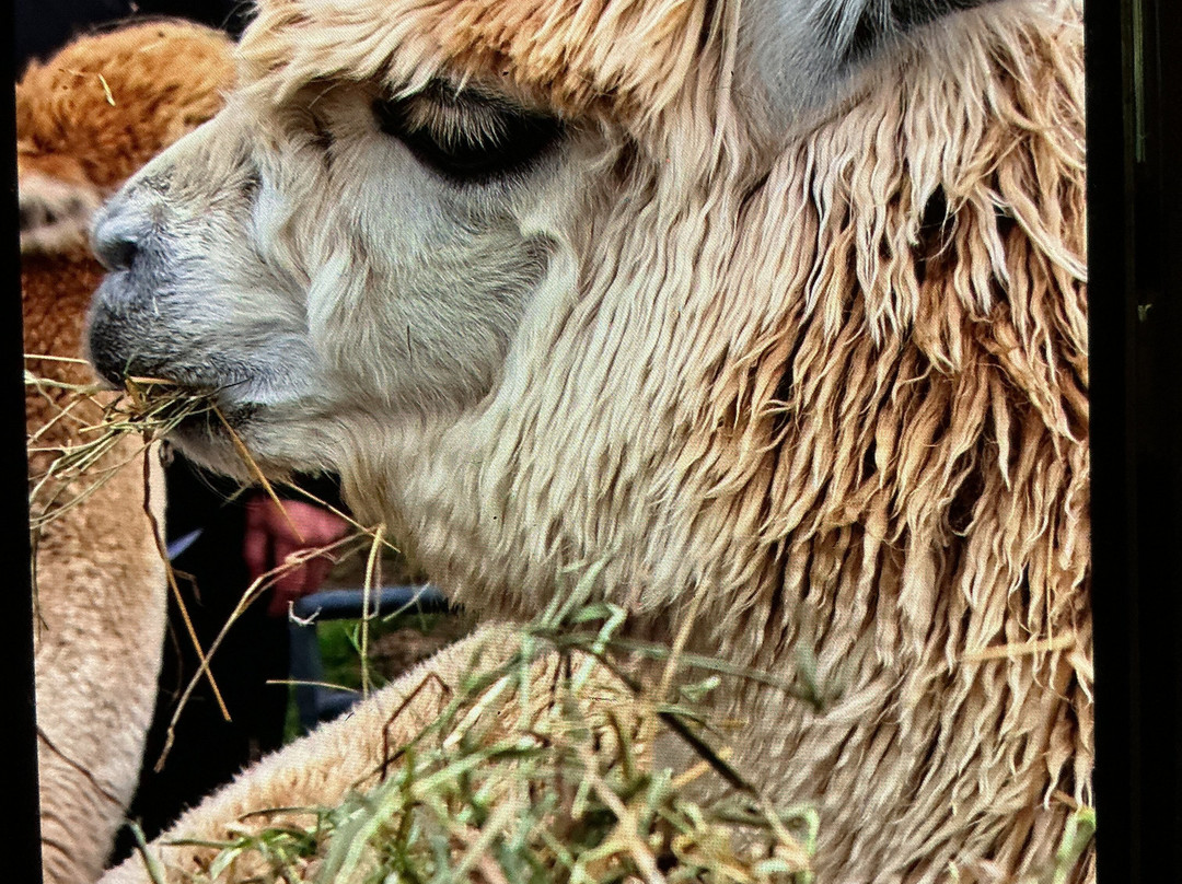 Reservoir Alpacas-Chard必去景点