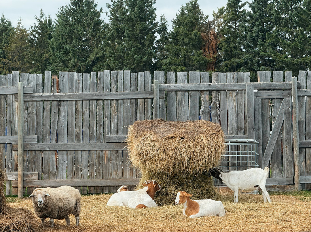 Sassy G's Adventure Farm-斯普鲁斯格罗夫市必去景点