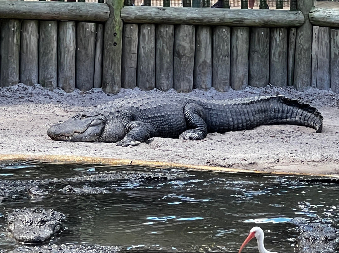 St. Augustine Alligator Farm Zoological Park-圣奥古斯丁必去景点