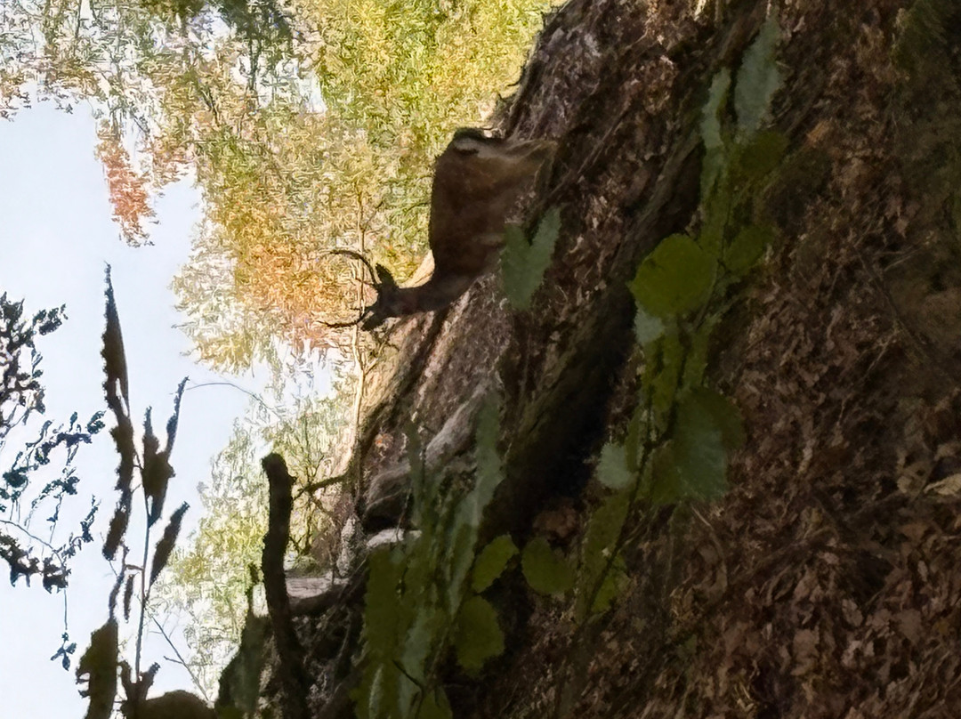 Wild- und Freizeitpark Westerwald-Gackenbach必去景点