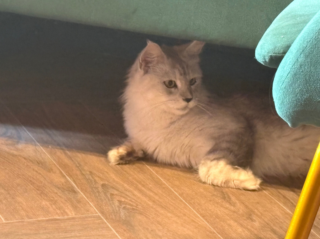 The Scratching Post Cat CAfe