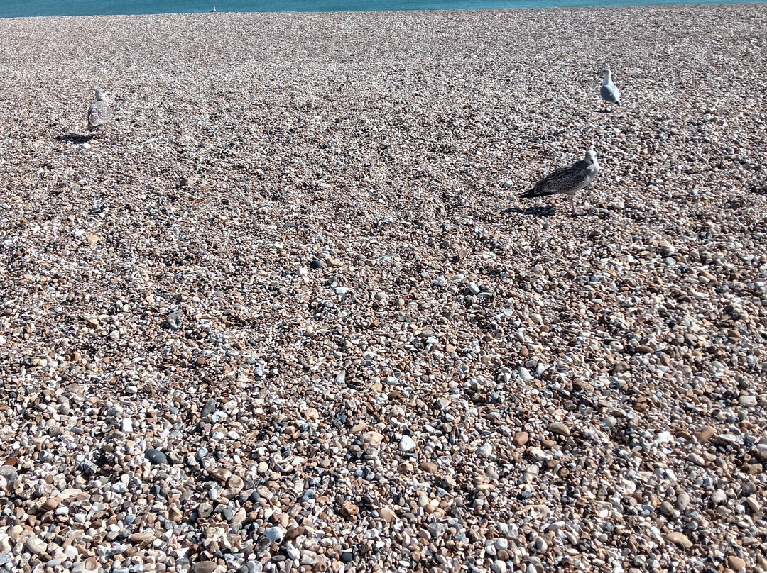 Pagham Beach-Pagham必去景点