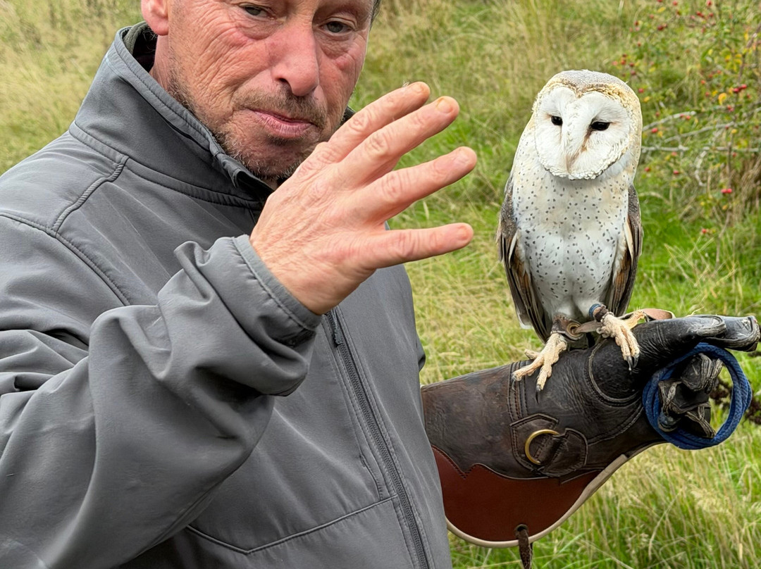 Falconry Experience Wales-Newtown必去景点