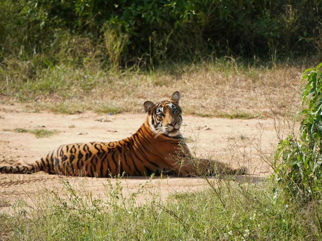 Sariska Tiger Reserve-阿尔瓦必去景点