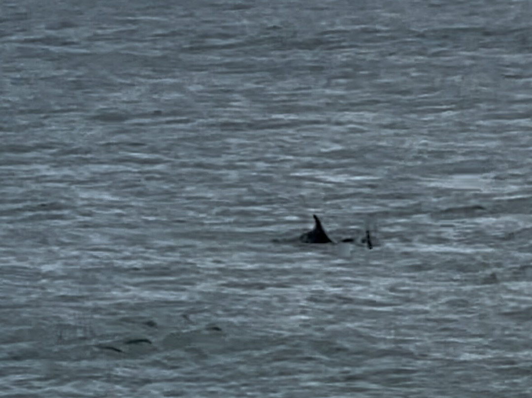 Dolphin Spotting Boat Trips (by New Quay Boat Trips)-纽基必去景点