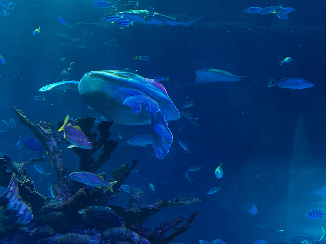 Aquarium At The Boardwalk-布兰森必去景点