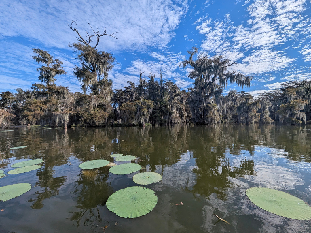 Cajun Country Swamp Tours-布里奥克斯桥必去景点